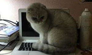 猫咪抠掉键盘上两个字母，核对后气得啥也不想说了