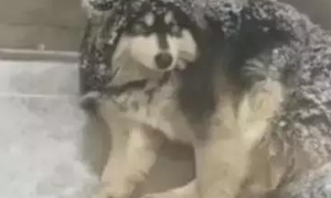 主人狠心把狗狗赶到雪地里睡觉，路人看见后却拍手叫好！