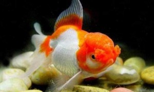 红虎头金鱼能长大吗