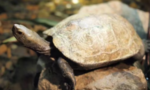 个人养日本石龟合法吗