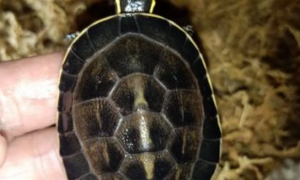 安布闭壳龟是几级保护动物