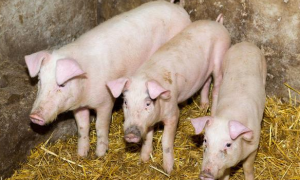 新冠病毒传染猪吗会死吗