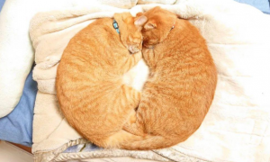 这对橘猫双胞胎必须要抱在一起才能睡着，也许这就叫做如胶似漆吧