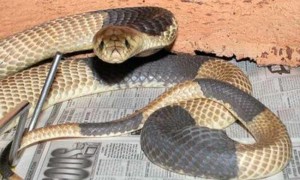 喙眼镜蛇是国家几级保护动物