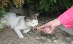 小猫能不能吃玉米味的火腿肠