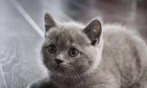 英国短毛猫多少钱一只灰色