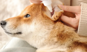 治疗狗狗耳朵发炎的药