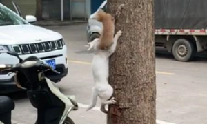 白猫教小奶猫学爬树，小奶猫紧张怕掉落，白猫的举动很暖心