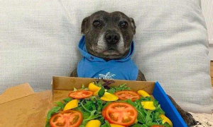狗狗以为主人买了披萨笑得好开心，结果一看是沙拉，笑容就消失了