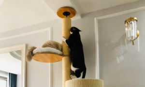 猫爬架有什么用