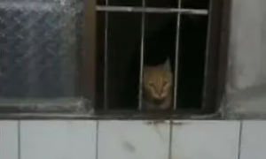 男子去厕所，看到一只只猫陆续从窗户爬进来，毫不客气进客厅休息