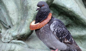 为了治纽约的鸽子，当地人不停喂垃圾食品，最后鸽子胖得飞不起来