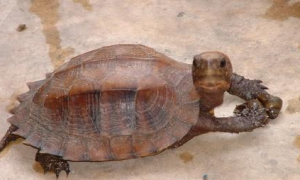 地龟能活多少年