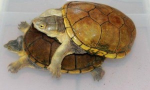 斑纹泥龟能活多少年