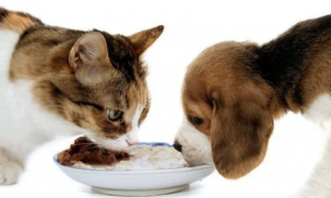 猫能吃狗粮吗