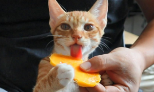 猫能吃芒果吗