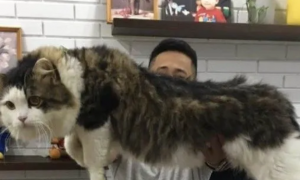 男子抱怨家猫太大，网友嘲笑他没养过猫，直到晒出照片：这猫真大