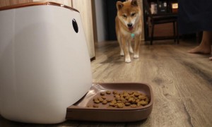 狗狗自动定时喂食器好不好