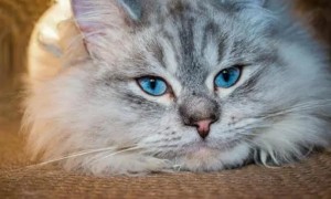 猫咪流口水粘稠透明是为什么