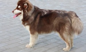 阿拉斯加雪橇犬多少钱一只