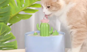 猫卜力陶瓷饮水机如何调水