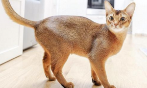 阿比西尼亚猫和重点色短毛猫哪个好养
