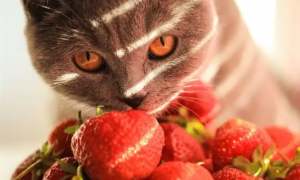 宠物猫能吃草莓吗