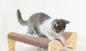 猫咪抓猫抓板是为什么