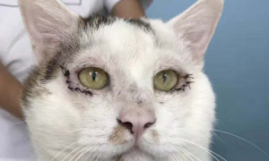 成都有只“割双眼皮”猫一跃成网红，宠物医生：是做矫正手术