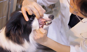 狗狗牙龈发炎如何处理最好