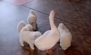 大白狗生了6只娃，结果被白鹅抢走，狗妈却不敢招惹它