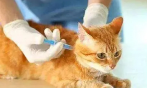 猫疫苗多少钱