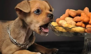 狗能吃核桃吗吃了会怎么样