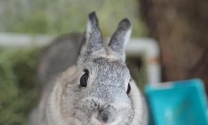 巨型金吉拉兔体重有多少斤