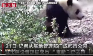 大熊猫“宝新”初判因重症胰腺炎去世