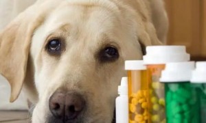 狗狗能用人的感冒药吗