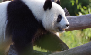 日本游客排队告别大熊猫香香：要回国了