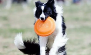 怎么训练狗狗接飞碟