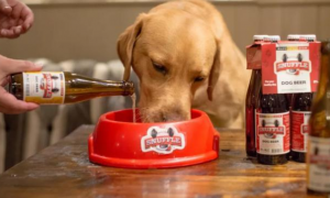 狗能喝啤酒吗