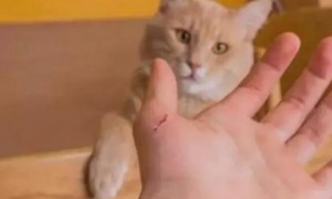 小奶猫抓伤需要打针吗