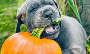 狗可以吃南瓜吗