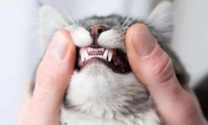 猫什么时候换牙