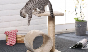 如何让猫喜欢猫爬架