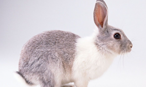 美兔一般多少斤