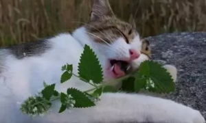 猫咪为什么喜欢六神花露水