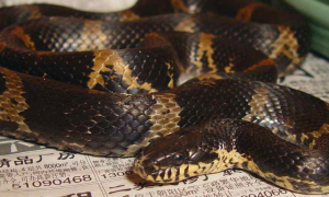 棕黑锦蛇最大有多少斤