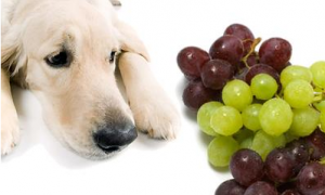 狗狗为什么不能吃葡萄提子