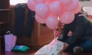 给猫咪的背上绑满氢气球，只为让它体验飞，猫：不行我腿有点软