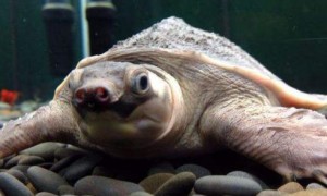 猪鼻龟能活多少年
