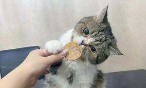 猫咪有哪些零食